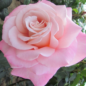 Diskreten vonj vrtnice - Roza - Cosmopolitan™ - Na spletni nakup vrtnice